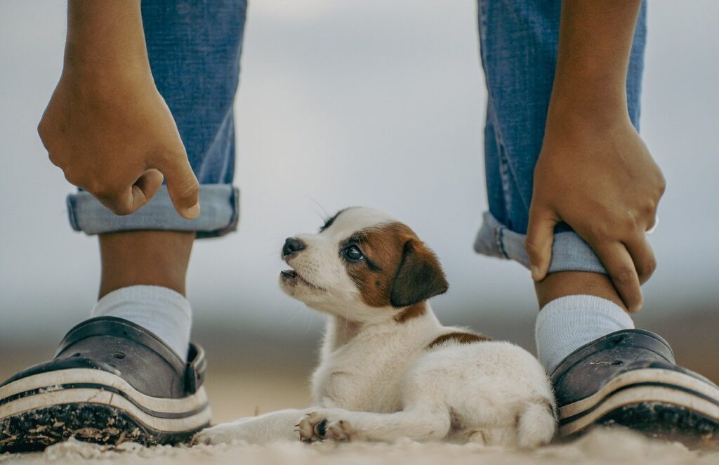 jack russell, puppy, nature-8379770.jpg